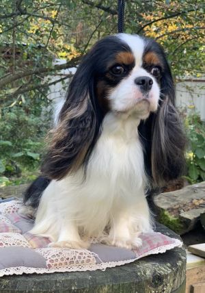 Dog Photo