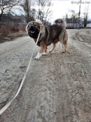 Dog Photo
