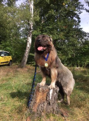 Dog Photo