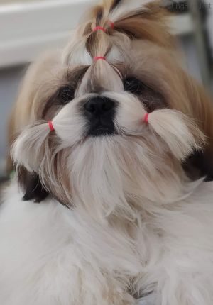 Dog Photo