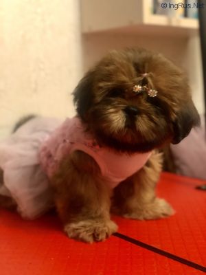 Dog Photo