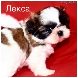 Dog Photo