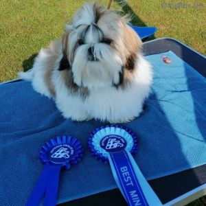 Dog Photo