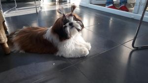 Dog Photo