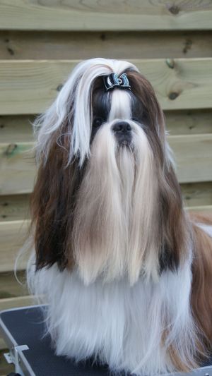 Dog Photo