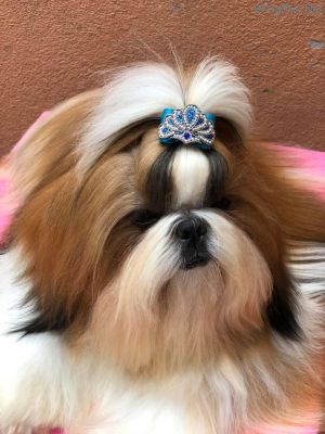 Dog Photo