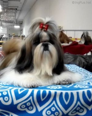 Dog Photo