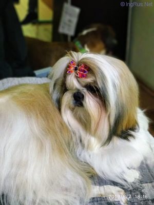 Dog Photo