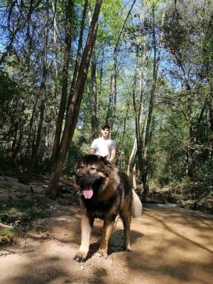 Dog Photo