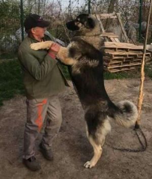 Dog Photo