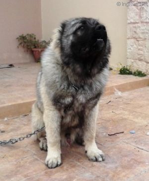 Dog Photo