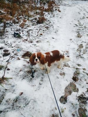 Dog Photo