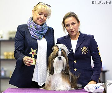 Dog Photo