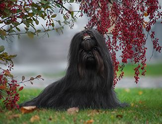 Dog Photo