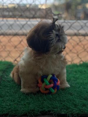 Dog Photo