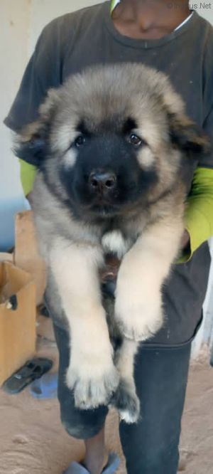 Dog Photo