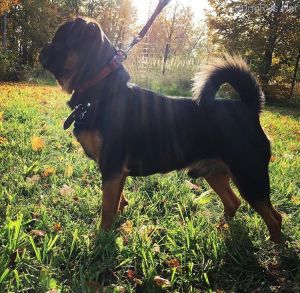 Dog Photo