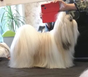 Dog Photo