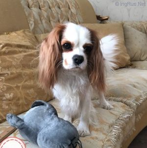 Dog Photo