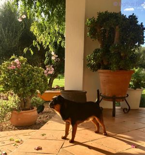 Dog Photo