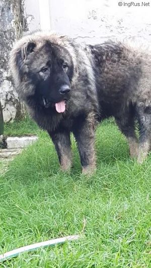 Dog Photo