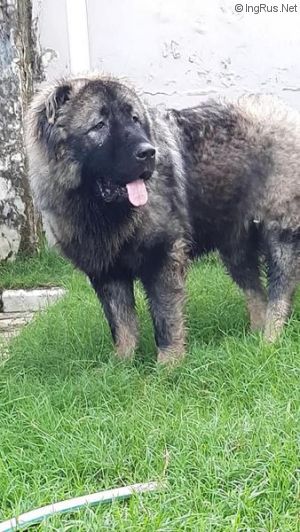 Dog Photo