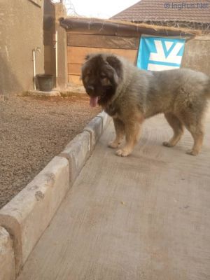 Dog Photo