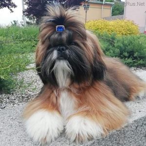 Dog Photo