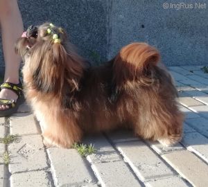 Dog Photo