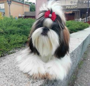 Dog Photo