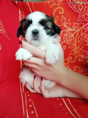 Dog Photo