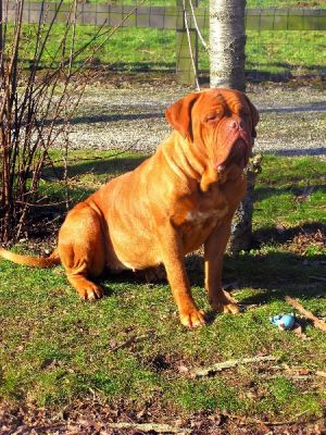 Dog Photo