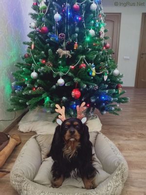 Dog Photo
