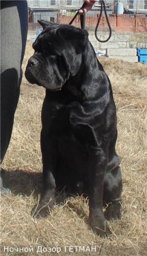 Dog Photo