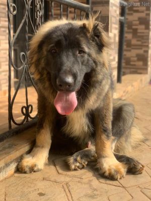 Dog Photo