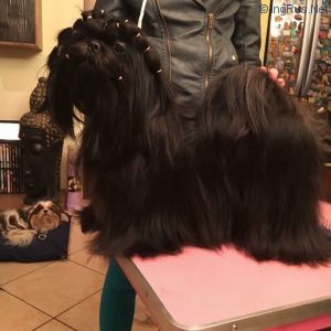 Dog Photo