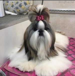 Dog Photo