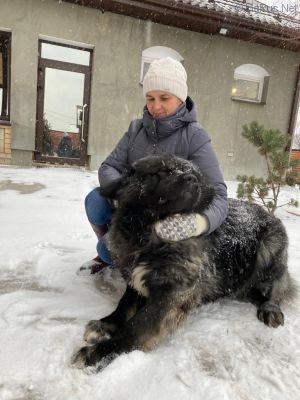 Dog Photo