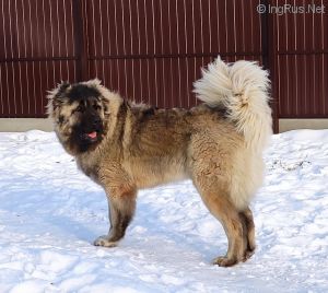 Dog Photo
