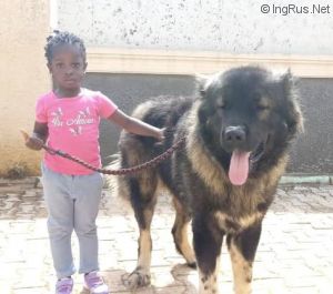 Dog Photo