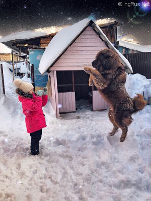 Dog Photo