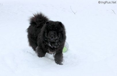 Dog Photo