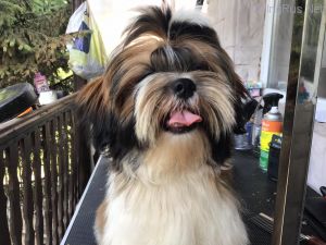 Dog Photo