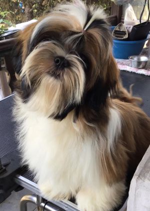 Dog Photo
