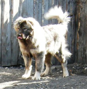 Dog Photo