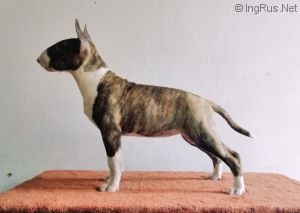 CHRISTMAS BUKA EMKBULLS