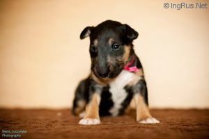 ETERNAL MIRACLE EMKBULLS