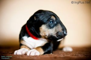 ETERNAL LIFE EMKBULLS_