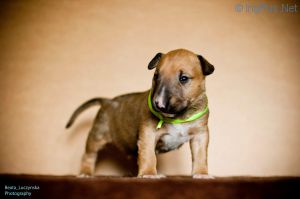 ETERNAL FLAME EMKBULLS