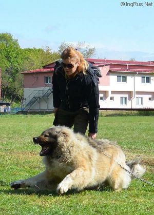 Dog Photo